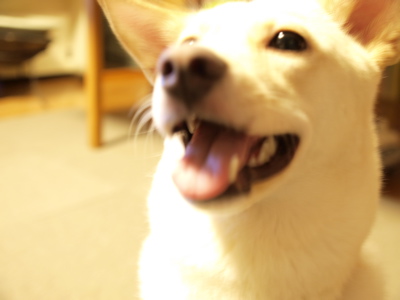 炭火焼き_f0232994_1633094.jpg