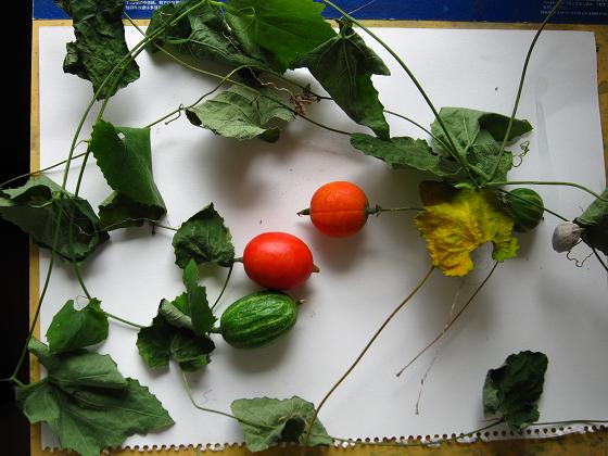 カラスウリ : 水彩画Misako花のパレット