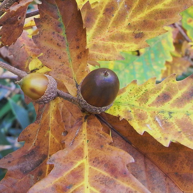 ミズナラの黄葉 : 樹木見て歩き