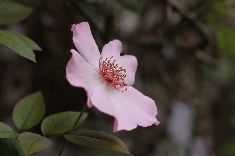 薔薇らしくない薔薇･･･デンティベス_b0165522_8241337.jpg