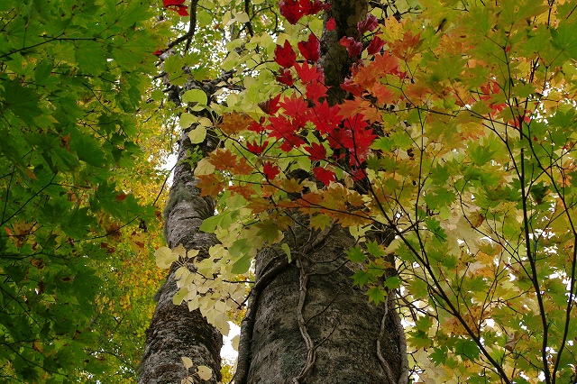 紅葉２０１０年１０月１９日＠白山平瀬道_c0187438_18224733.jpg