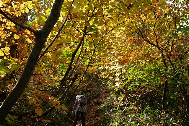 紅葉２０１０年１０月１９日＠白山平瀬道_c0187438_1910381.jpg