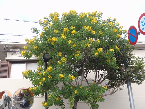 c0180460_23525151.jpg