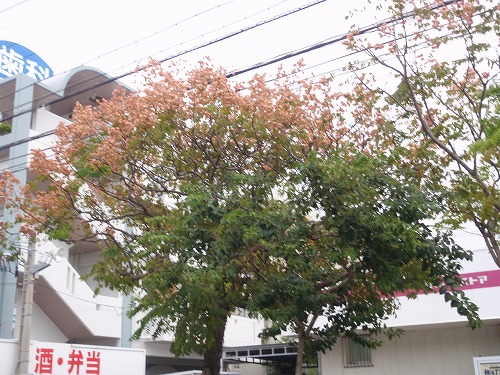 c0180460_23541633.jpg