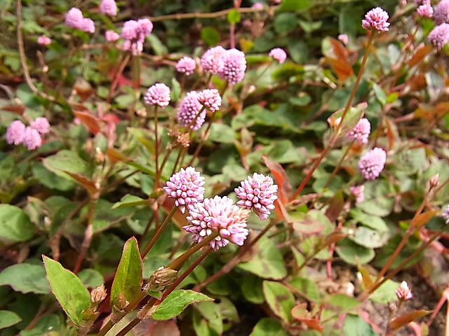 ノボタン 桜小町 風の通る庭