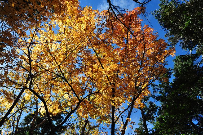 10/16 紅葉のアサヨ岳縦走_f0220774_11591524.jpg