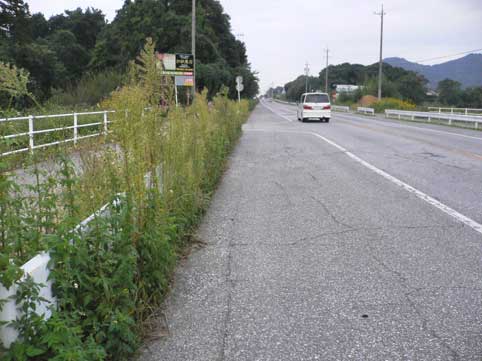 街道草刈りの予定地に　ハクビシンの死骸が・・・相棒がスコップ持って片づけ_b0120982_18394539.jpg