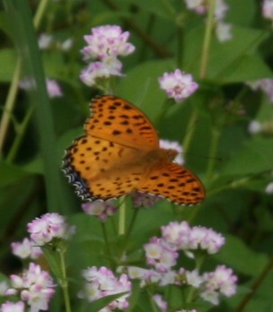 平城京　湿地の花たち_c0144185_15474114.jpg