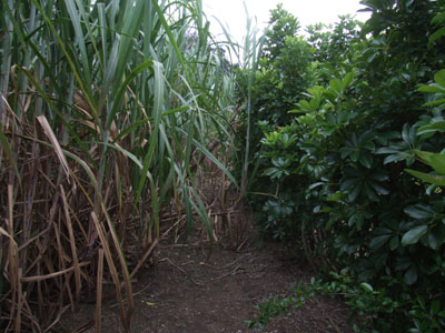 イサミ農園_e0028387_03512.jpg