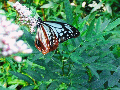 a0109288_19291876.gif