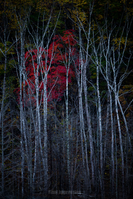 深紅の幻影_a0124492_0333514.jpg