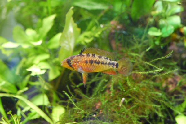 25cm水槽 Cube アピストグラマ マクマステリ スーパーレッド Unnatural Aquarium 25cm水槽 Cube アピストグラマ マクマステリ スーパーレッド Unnatural Aquarium