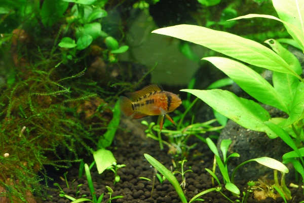 25cm水槽 Cube アピストグラマ マクマステリ スーパーレッド Unnatural Aquarium 25cm水槽 Cube アピストグラマ マクマステリ スーパーレッド Unnatural Aquarium