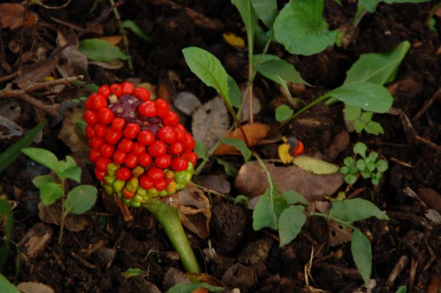 水元公園 秋の野草園_a0169902_2248372.jpg