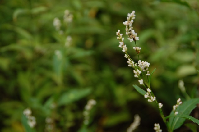 水元公園 秋の野草園_a0169902_2361223.jpg