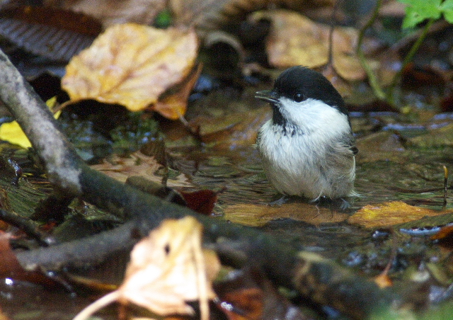 お山の野鳥たち_f0196803_19431760.jpg