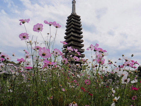 般若寺のコスモス_f0033614_2052010.jpg