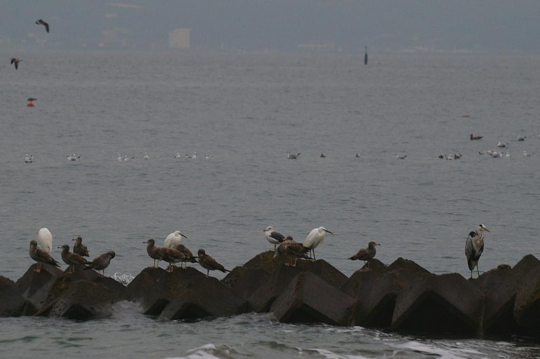 秋雨そぼ降る海辺で・・・_d0039021_18322570.jpg