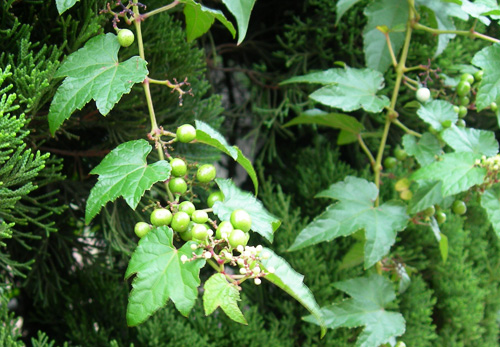 ツタの花と実 訂正 ツタではなくノブドウでした Cafe Wyez