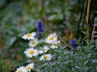 f0170524_9383713.jpg