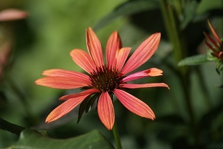 f0170524_9455377.jpg