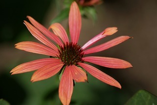 f0170524_9455940.jpg