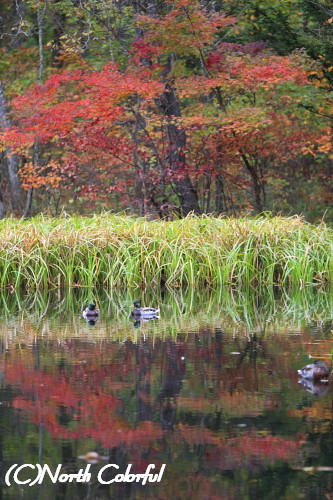 カモも紅葉も_a0126527_20102418.jpg