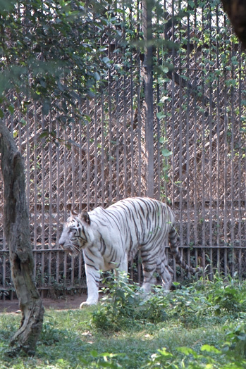 Delhi Zoo_c0141133_2535895.jpg