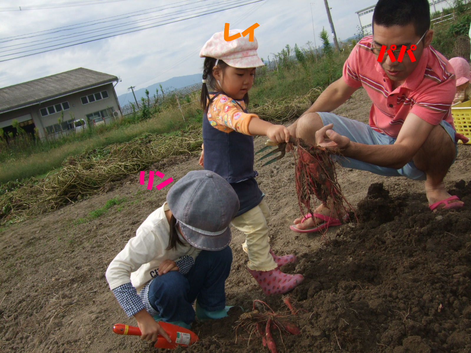 お芋掘り　～じいちゃんの芋畑より～_b0176237_14174776.jpg