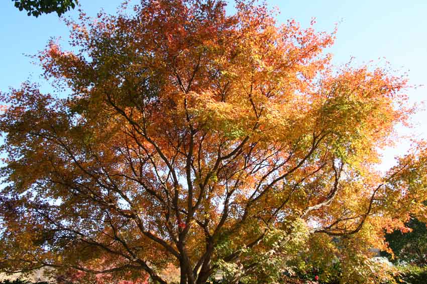 神山森林公園「紅葉祭り」♪_d0058941_211152.jpg