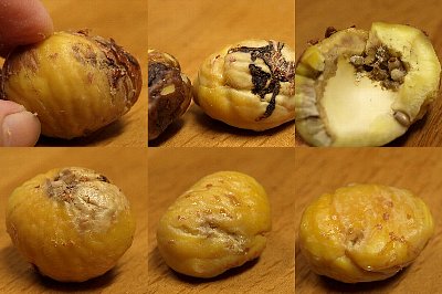 マロングラッセに取り掛かったけれど ガジャのねーさんの 空をみあげて Hazle Cucu マロングラッセに取り掛かったけれど ガジャのねーさんの 空をみあげて Hazle Cucu