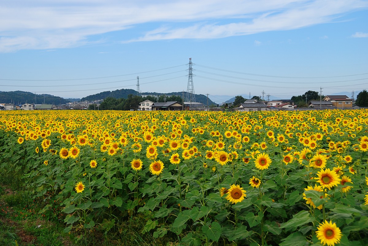 c0124055_181791.jpg