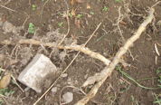 e0184558_88469.jpg