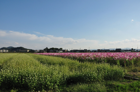 近江中山道　守山宿～武佐宿_e0164563_9511129.jpg