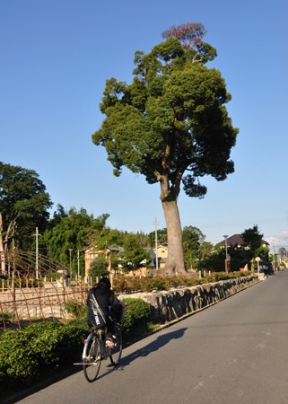 近江中山道　守山宿～武佐宿_e0164563_9515777.jpg