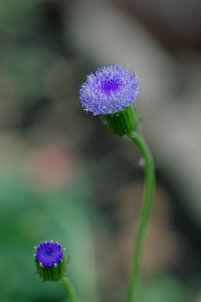 ピンクカカリア ブルーカカリア 花日記