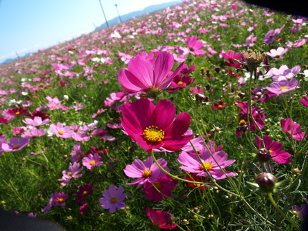e0055980_14203418.jpg