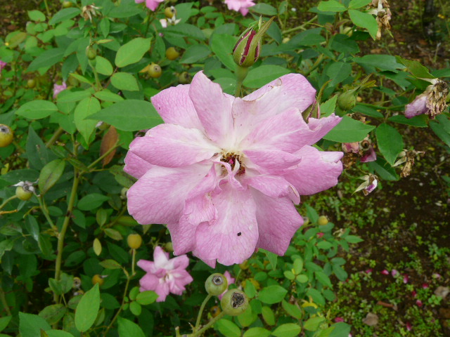 神代植物公園のバラ　その２_e0145782_17441841.jpg