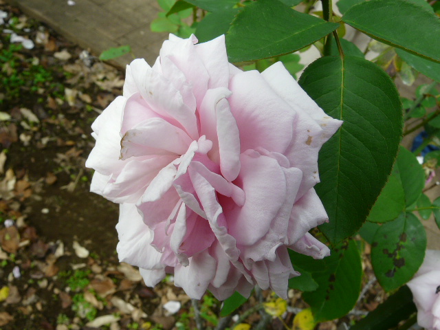 神代植物公園のバラ　その２_e0145782_17455522.jpg