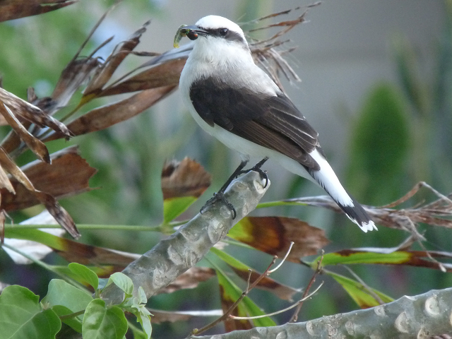 ブラジルの野鳥_c0144588_20351347.jpg