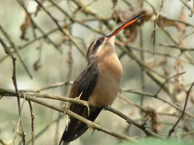 ブラジルの野鳥_c0144588_20432928.jpg