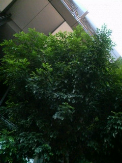 a0107792_13264119.jpg