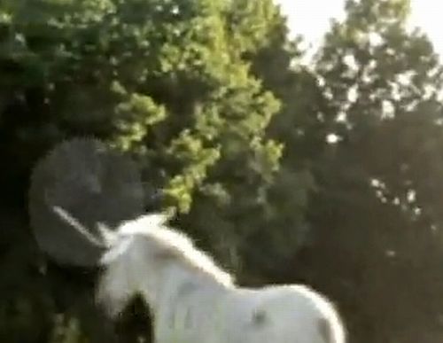 ★“伝説の生き物”ユニコーン発見騒動のてん末とは?_a0028694_11442549.jpg