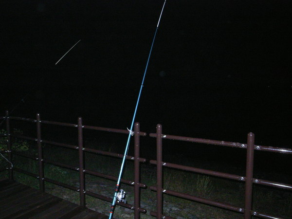 夜釣り　鯉の吸い込み釣り　多々良沼にて_b0085907_11165353.jpg