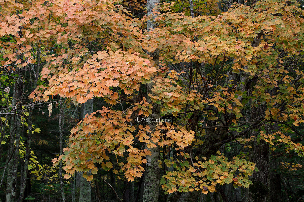 c0073613_01984.jpg