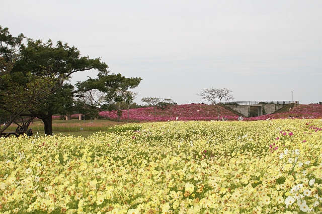 海ノ中道海浜公園のコスモス_b0146518_17394019.jpg