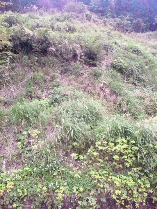 d0150722_322786.jpg