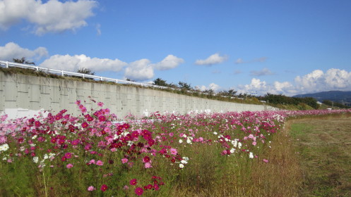 コスモス(田舎館村)*2010.10.21_b0147224_16181340.jpg