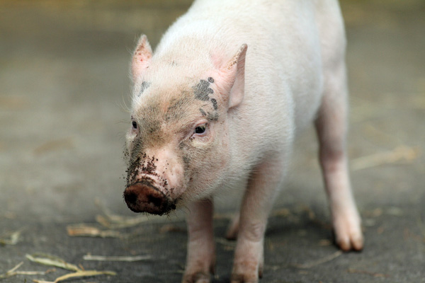 仔ブタたちと隠れキャラ 動物園放浪記