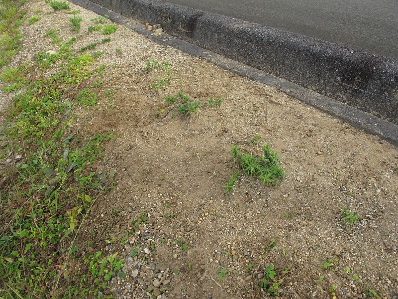 お客様感謝ディと自然の恵みへの感謝_f0076731_22195828.jpg